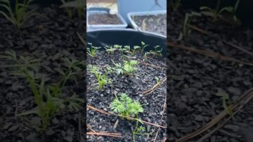 [ID: B37hBwC0oKs] Youtube Automatic