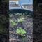So slow! 🌱 #short #youtubeshorts #gardening