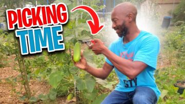 [ID: b59EkL82aL0] Youtube Automatic