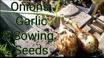 [ID: BAsyVLQxxOc] Youtube Automatic