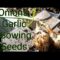 Onions/Garlic/Sowing Seeds