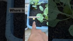 [ID: bB03Cs_NtAc] Youtube Automatic