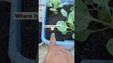 [ID: bB03Cs_NtAc] Youtube Automatic