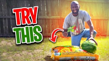 [ID: Bcsev-WI92Y] Youtube Automatic