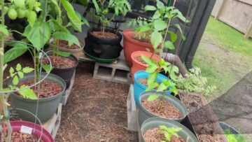 [ID: BcutfFwuxkY] Youtube Automatic