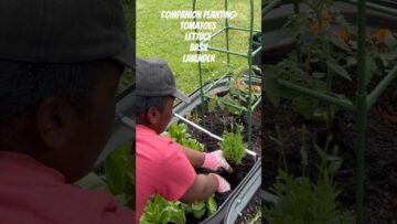 [ID: _Bd4HhlMKaY] Youtube Automatic