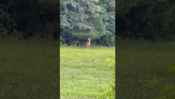 [ID: BdEKgEh9Uw4] Youtube Automatic