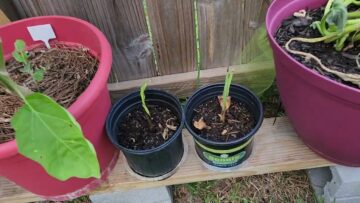 [ID: Bebh8iNkOA0] Youtube Automatic