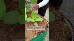 [ID: bgiKtiB1GdY] Youtube Automatic