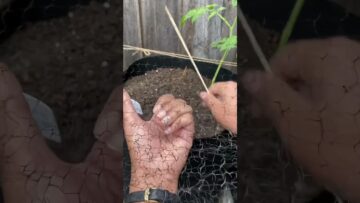 [ID: BGJy_YG_jq0] Youtube Automatic