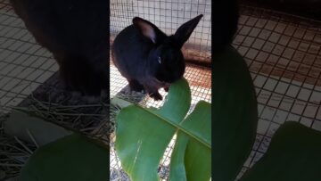 [ID: Bh9ZSIvMTKo] Youtube Automatic