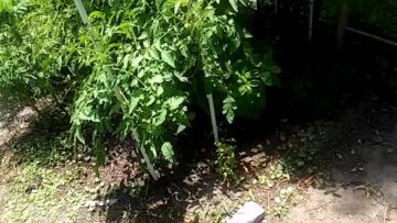 [ID: bI_PvSZwN8k] Youtube Automatic