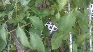 [ID: BKzayXxftfQ] Youtube Automatic