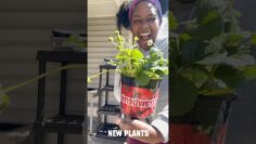 [ID: BL19wgVrke4] Youtube Automatic