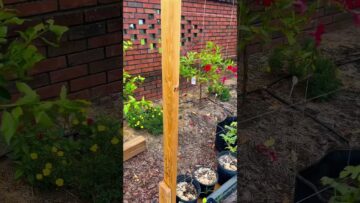 [ID: BPUBJFZAiG8] Youtube Automatic