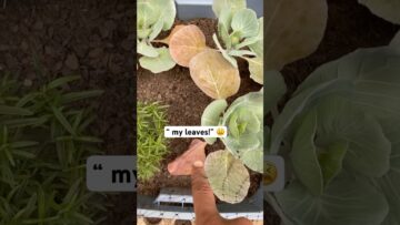 [ID: bQod1gKgz-g] Youtube Automatic