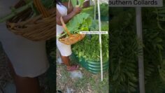 [ID: BXvsAXzeS7A] Youtube Automatic