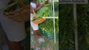 [ID: BXvsAXzeS7A] Youtube Automatic