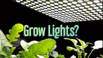 [ID: BzRYtn9Dkks] Youtube Automatic