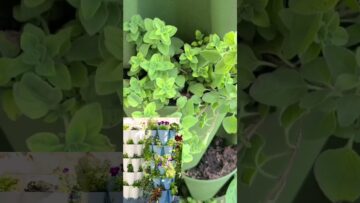 [ID: C4eF1kLF1QE] Youtube Automatic