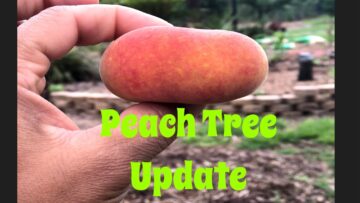 [ID: C5IZGbsmzWs] Youtube Automatic