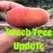 Peach Tree Update