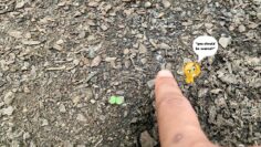 [ID: c7mkTNLnrtE] Youtube Automatic