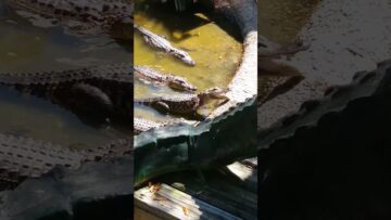 [ID: ca58MBv6OYk] Youtube Automatic