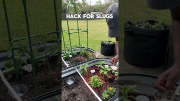 [ID: Cd3Kj4NvCQs] Youtube Automatic