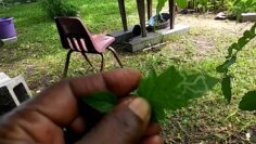 [ID: ce6L2Tt7iO8] Youtube Automatic