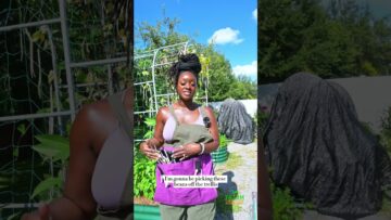 [ID: CEcXjx6kqFw] Youtube Automatic