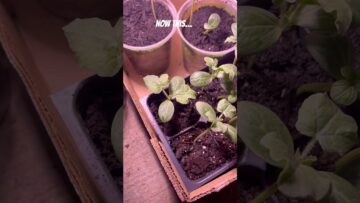 [ID: CewNRo9KOCo] Youtube Automatic