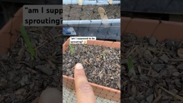 [ID: CG01xvmJz00] Youtube Automatic