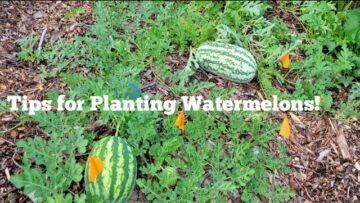 [ID: cGCYTC_p6Z4] Youtube Automatic