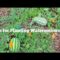How to Plant Watermelons Successfully? 🍉 🍉 🍉