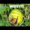 Why are the Watermelons splitting on the Vine? What to do?