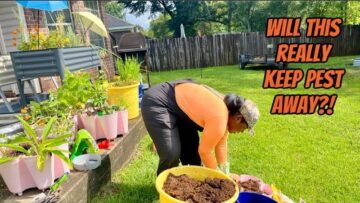 [ID: cnpd7cYodN0] Youtube Automatic