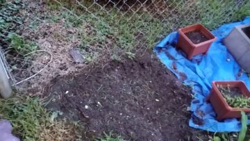 [ID: cOqfzTTGUZ4] Youtube Automatic