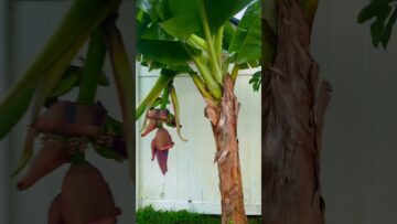 [ID: CR3XODD3rwQ] Youtube Automatic