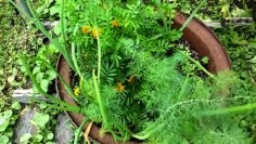 [ID: cSLOMma6DXs] Youtube Automatic