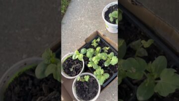 [ID: CVL0l-BgwZ4] Youtube Automatic