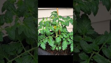 [ID: CzCW9xsJ0ig] Youtube Automatic