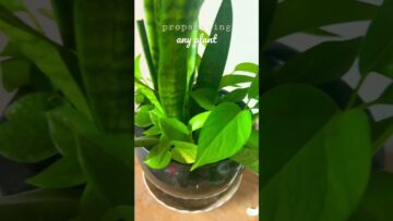 [ID: d37MDyjAVmI] Youtube Automatic