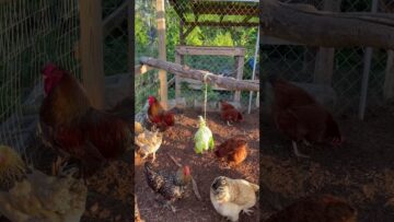 [ID: D8F44Qytg8s] Youtube Automatic