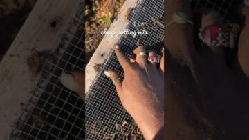 [ID: dAnmviM6YFI] Youtube Automatic