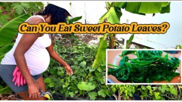 [ID: dbxsEUYJaS8] Youtube Automatic