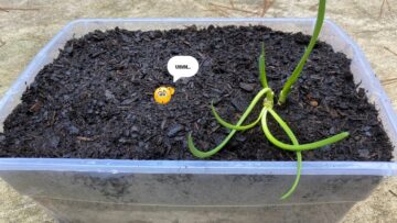 [ID: dCBBSdwSjcI] Youtube Automatic