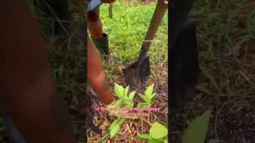 [ID: dD-Ld9tqgOk] Youtube Automatic