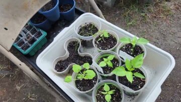 [ID: ddD6m8KNCqo] Youtube Automatic