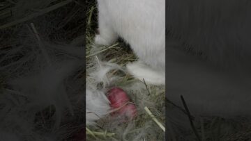 [ID: DEOQ99aT2zQ] Youtube Automatic